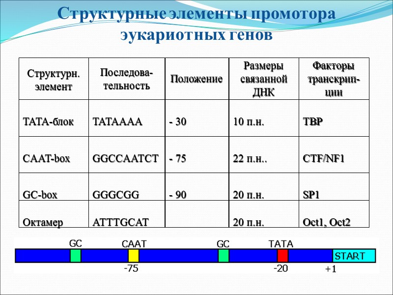 Структурные элементы промотора  эукариотных генов